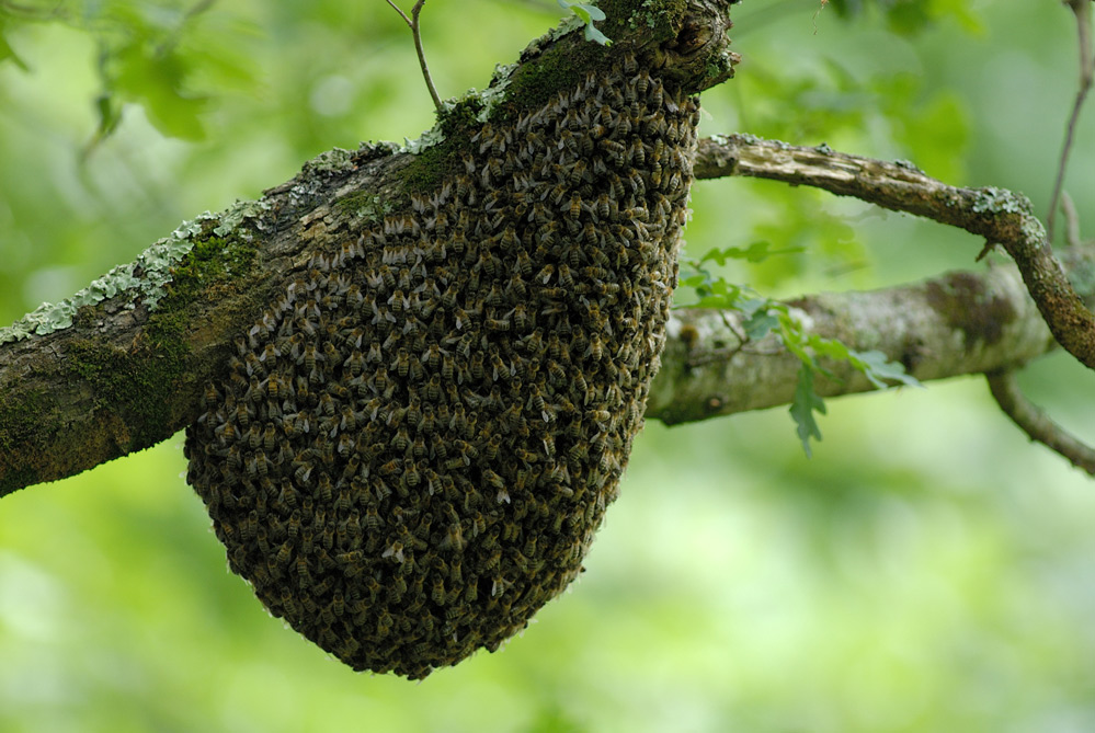 Essaim d'abeille mellifère