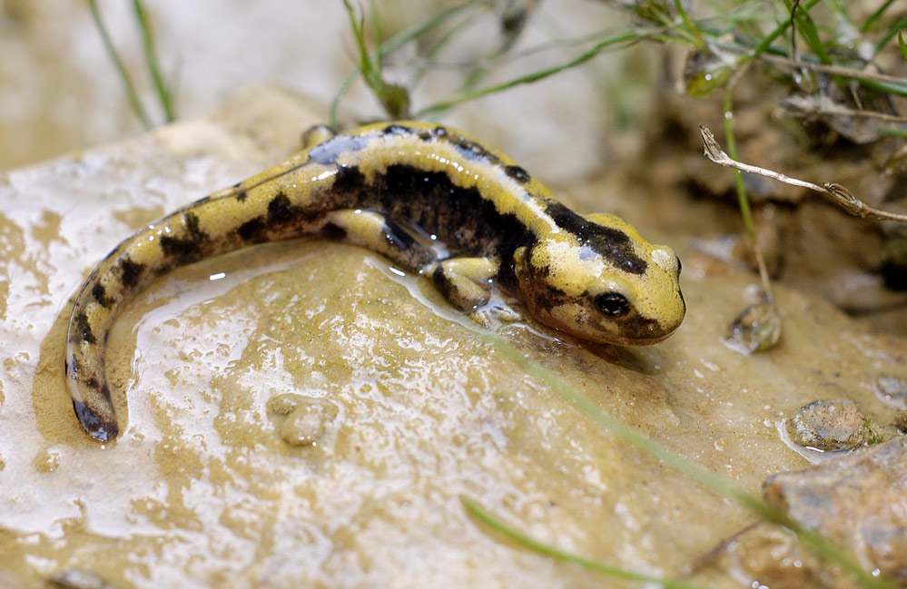Salamandre tachetée ( immature à l'émergence )