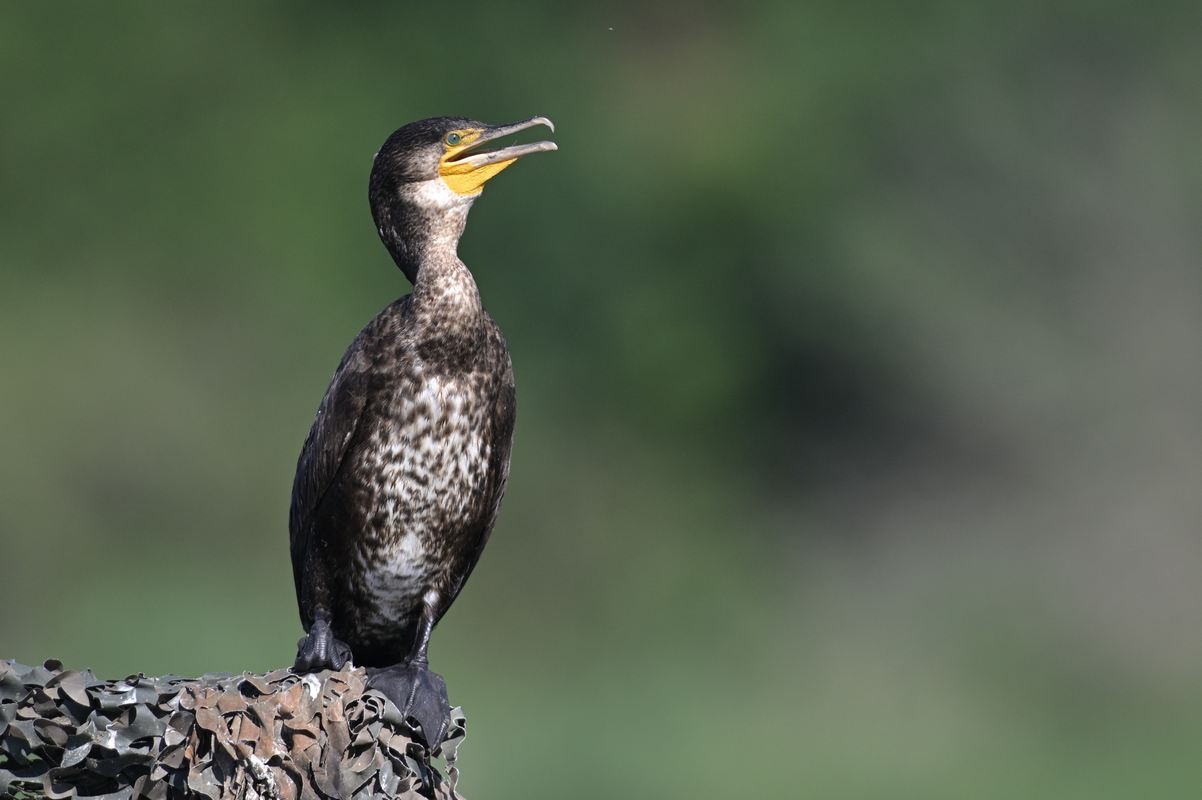 Grand cormoran.