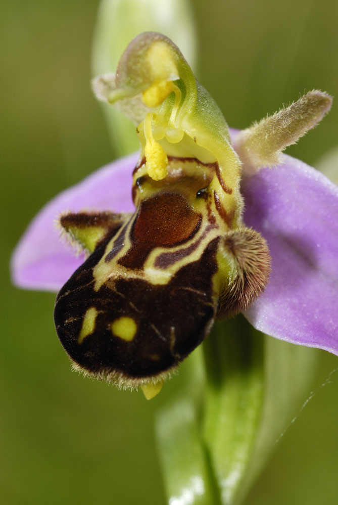 Orchidée sauvage ( ophrys apifera )