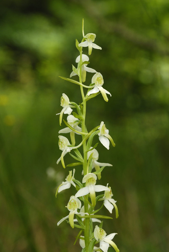 Orchidée sauvage ( platenthera chlorantha)