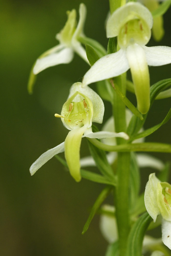 Orchidée sauvage ( platenthera chlorantha)