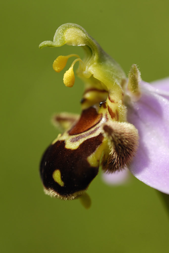 Orchidée sauvage ( ophrys apifera )