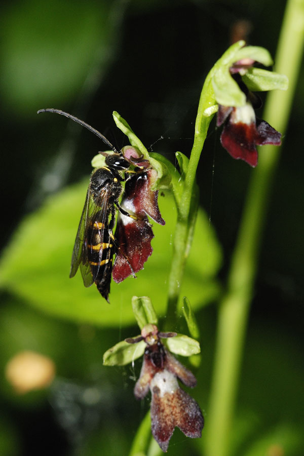 Orchidée sauvage (ophrys insectifera polinisée par un hyménoptère )
