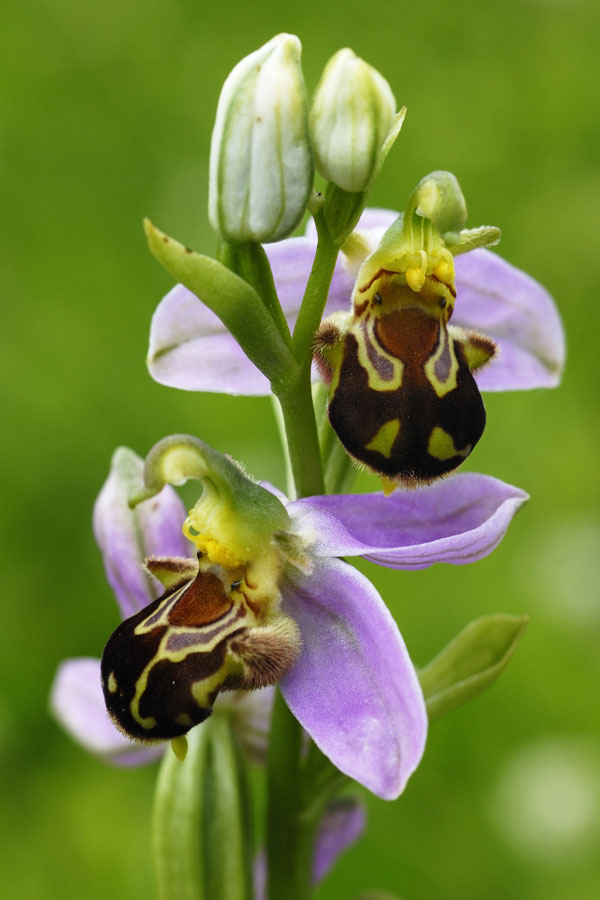 Orchidée sauvage (ophrys apifera)