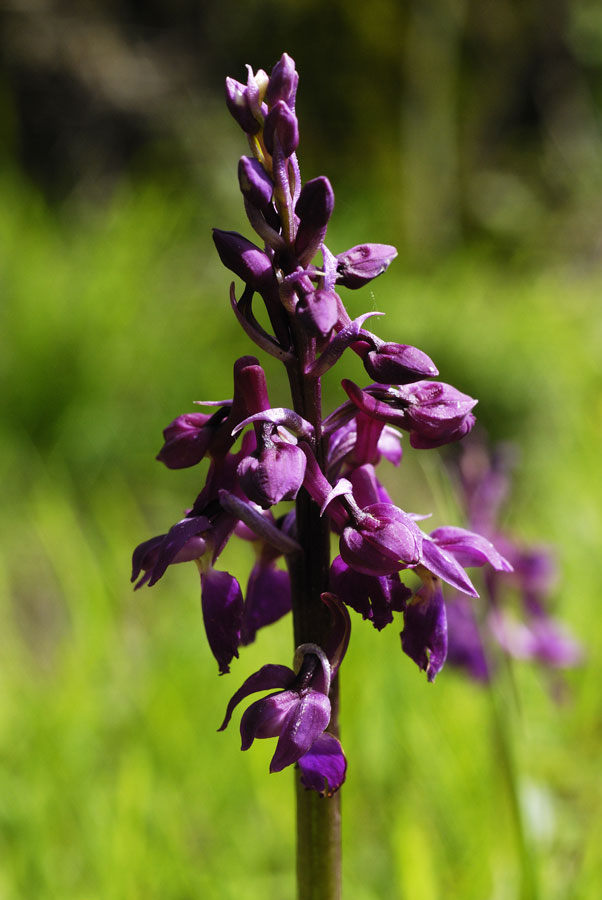 Orchidée sauvage ( orchis mâle )