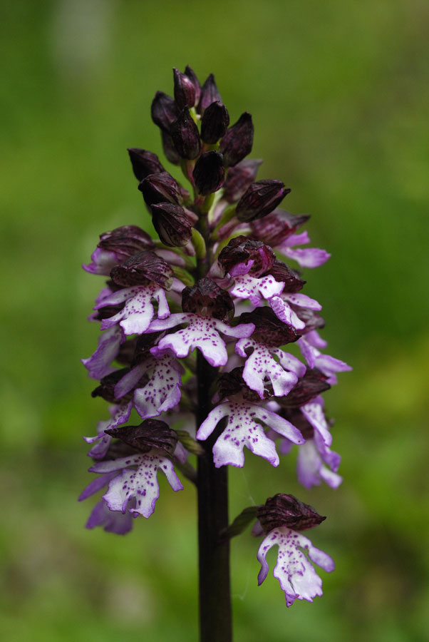 Orchidée sauvage ( orchis purpurea )