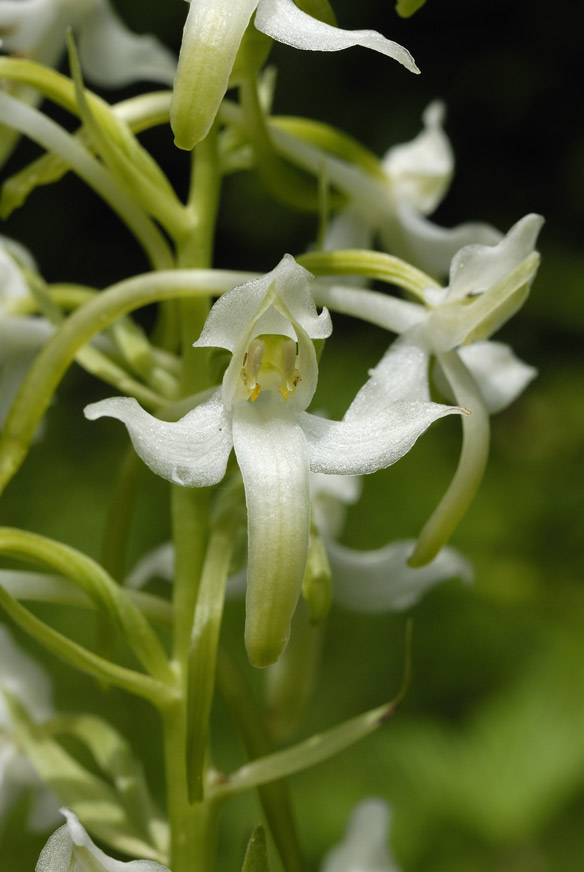 Orchidée sauvage ( platanthera bifolia )