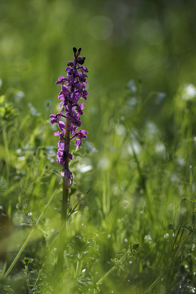 Orchidée sauvage ( orchis mascula )