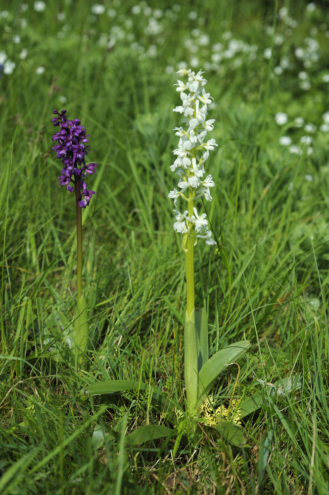 Orchidée sauvage ( orchis mâle blanche )