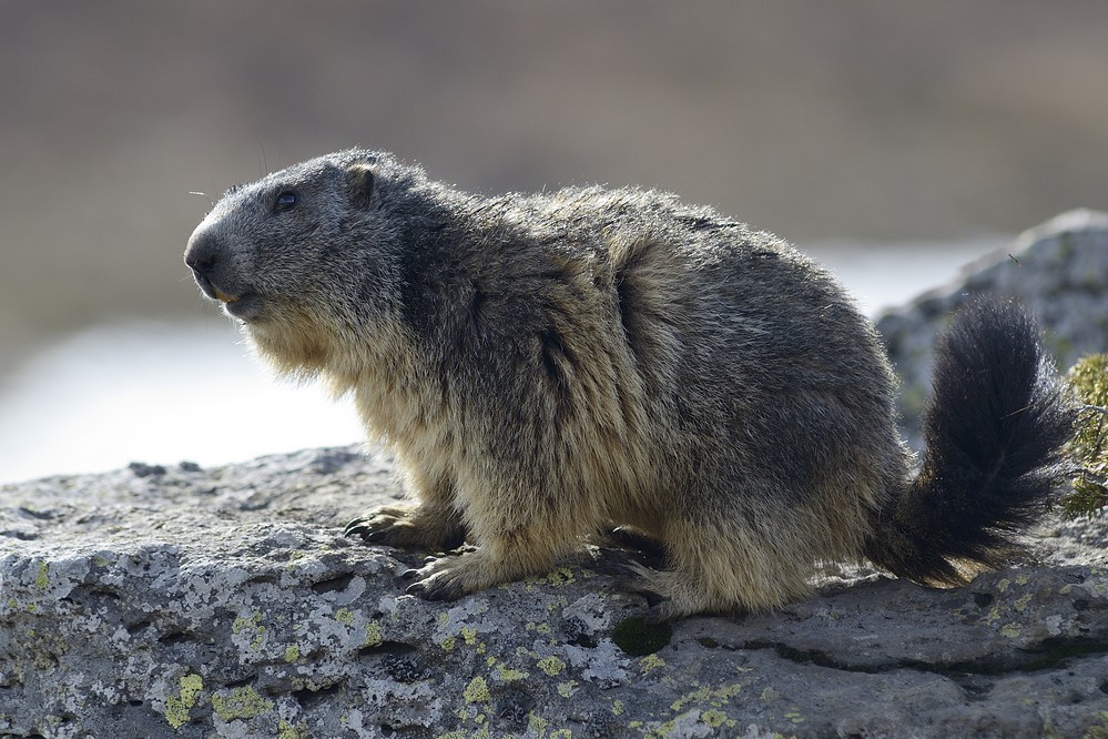Marmotte adulte.