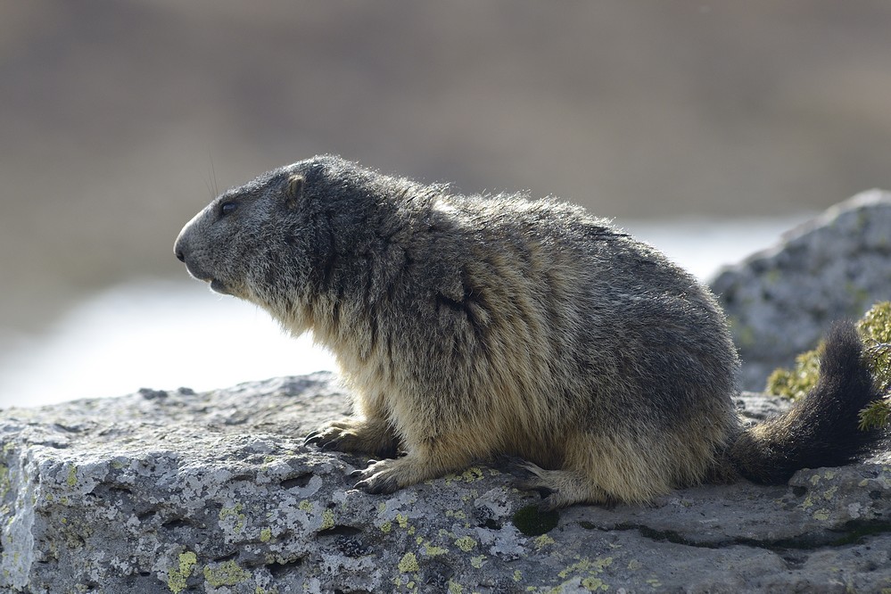 Marmotte adulte.
