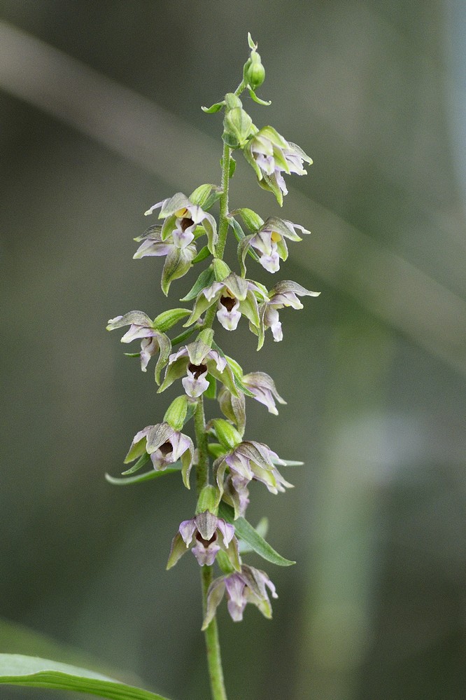 Orchidée sauvage ( épipactis hélléborine )