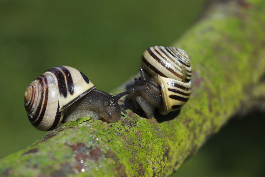Escargots des jardins ( Cernuelle virgata).