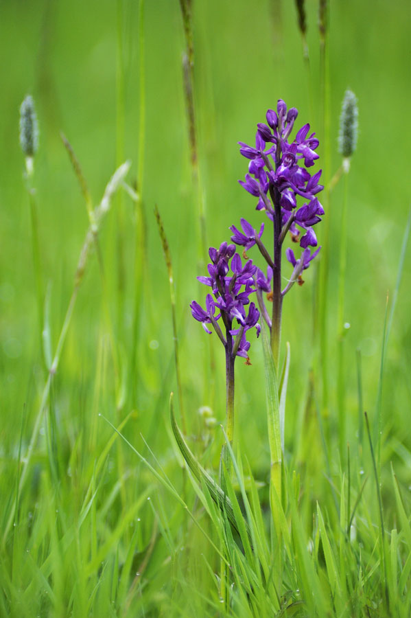 Orchidée sauvage (orchis laxiflora)