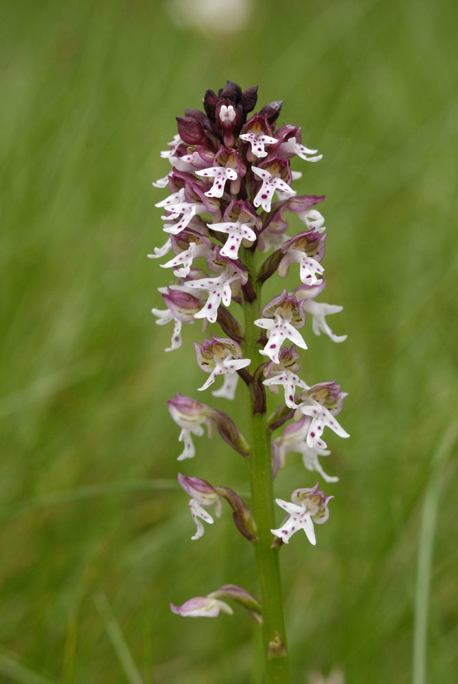 Orchidée sauvage (orchis ustulata)