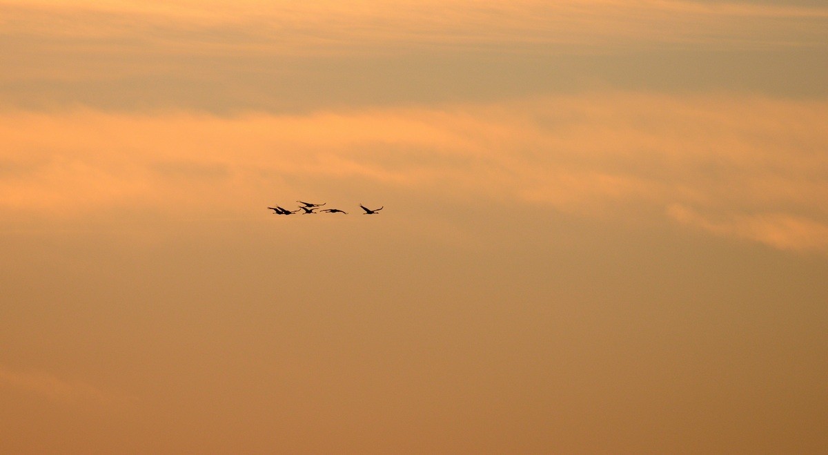 Vols de grues cendrées en migration.