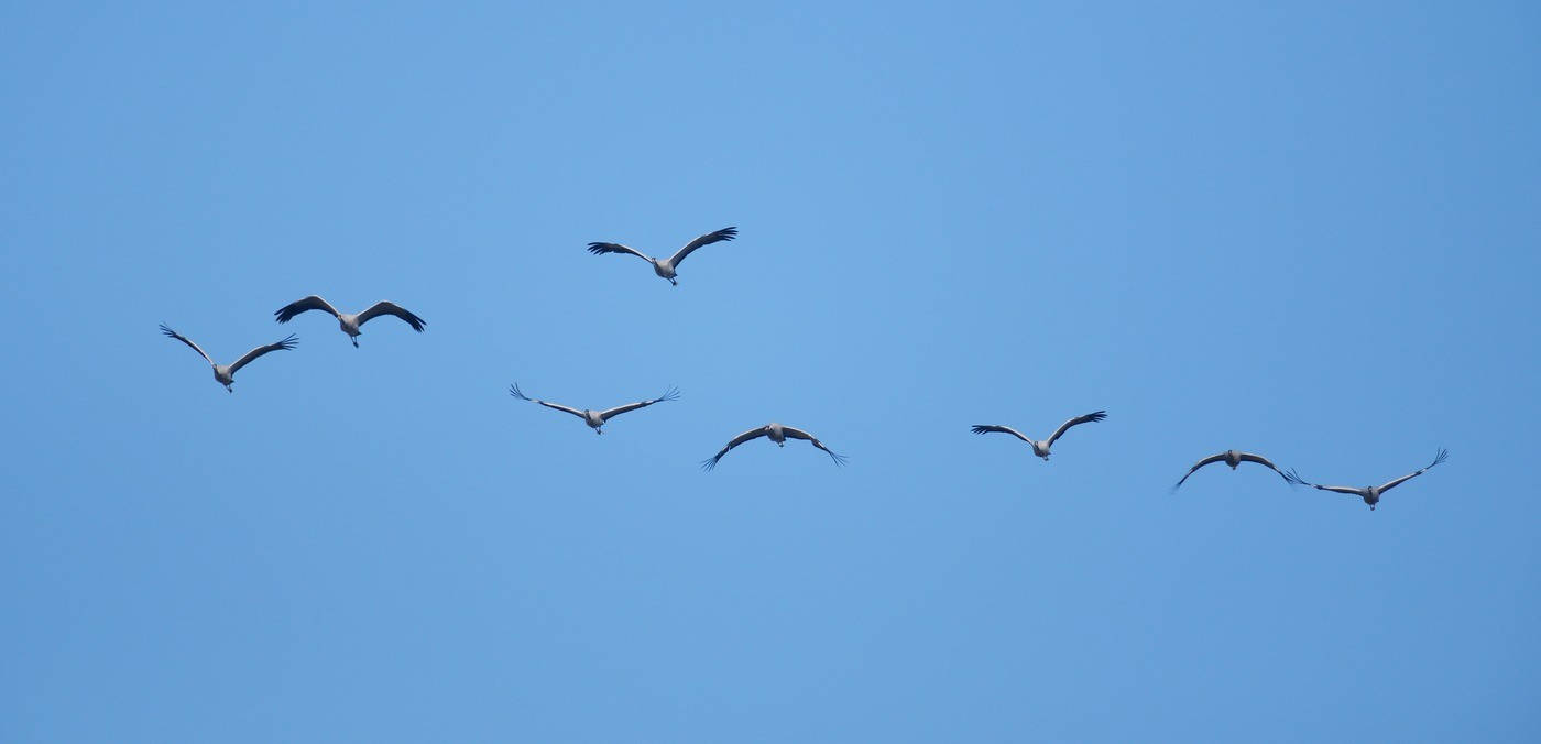 Vols de grues cendrées en migration.